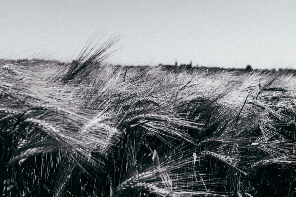 photo flandres champ