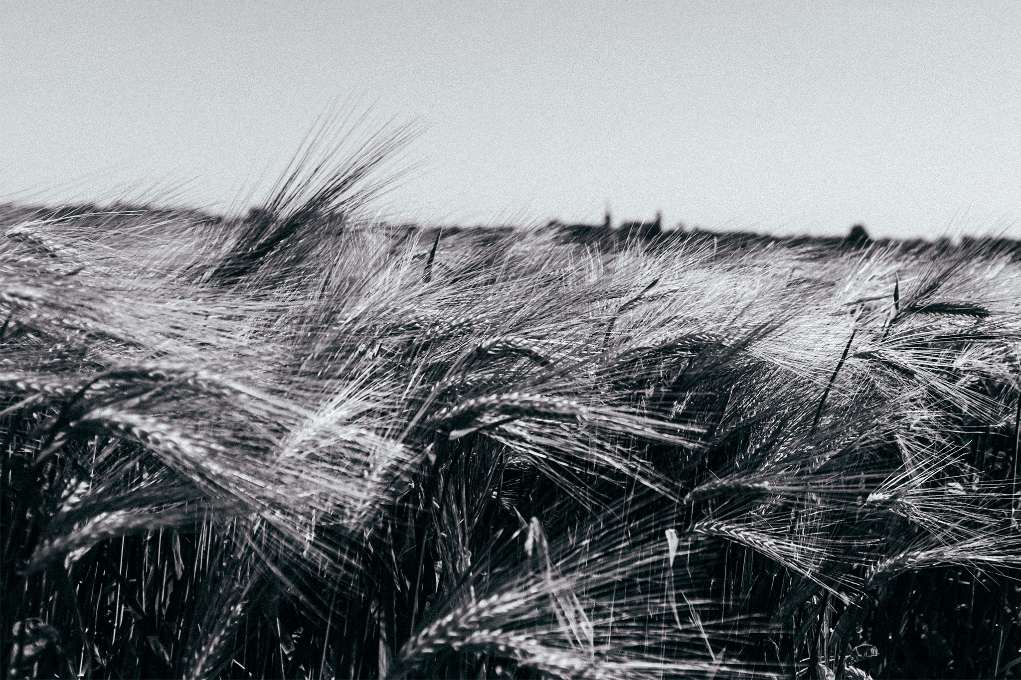 photo flandres champ