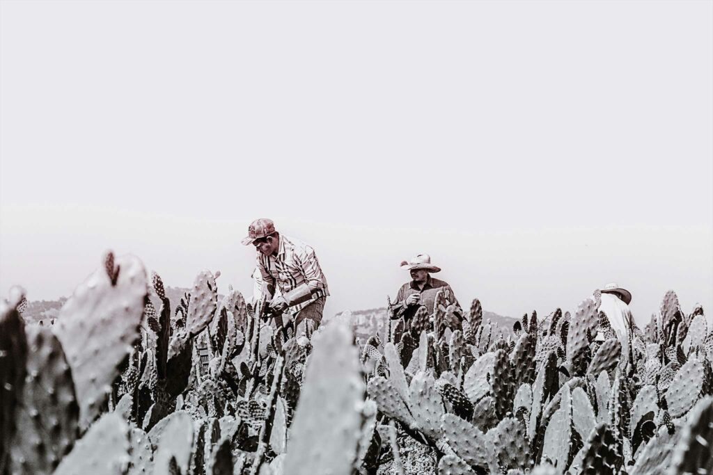 photoreportage Mexique jalisco